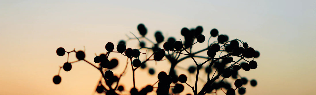 3 Immune supporting benefits of elderberries